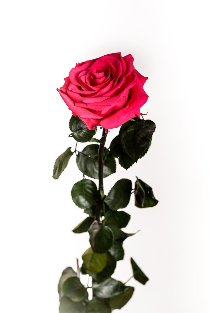 Stabiloitu ruusu Amorosa Premium tumma penkki hinta ja tiedot | Kestoruusut | hobbyhall.fi