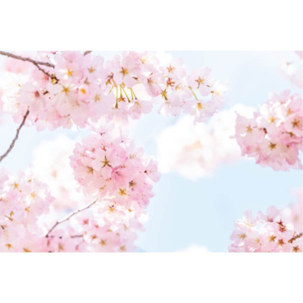Valokuvatapetti. Aihe : Sakura beauty. hinta ja tiedot | Valokuvatapetit | hobbyhall.fi