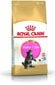 Royal Canin kissanruoka Main Coon -rotuisille kissanpennuille, 4 kg hinta ja tiedot | Kissan kuivaruoka | hobbyhall.fi