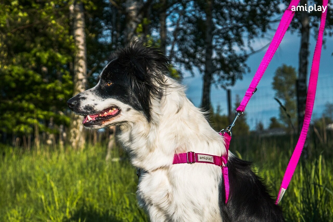 EASY GO Samba säädettävät koiran vedonestovaljaat, M, keltainen hinta ja tiedot | Koiran valjaat ja kaulapannat | hobbyhall.fi