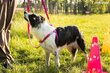 Säädettävät koiranvaljaat EASY GO Samba, XL, musta hinta ja tiedot | Koiran valjaat ja kaulapannat | hobbyhall.fi