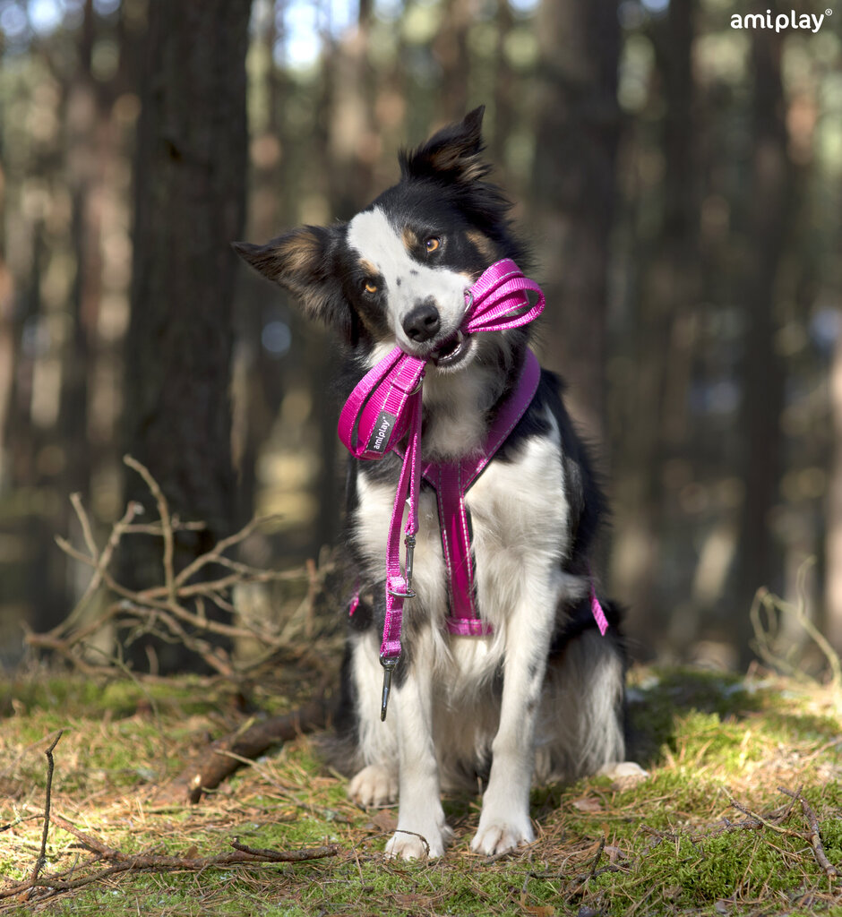 Amiplay säädettävä talutushihna 6 in 1 heijastava, XL, musta hinta ja tiedot | Koiran talutushihnat | hobbyhall.fi