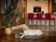 Hobbydog patja lemmikkieläimille Fun Graphite, XL, 120x80 cm hinta ja tiedot | Pedit ja pesät | hobbyhall.fi