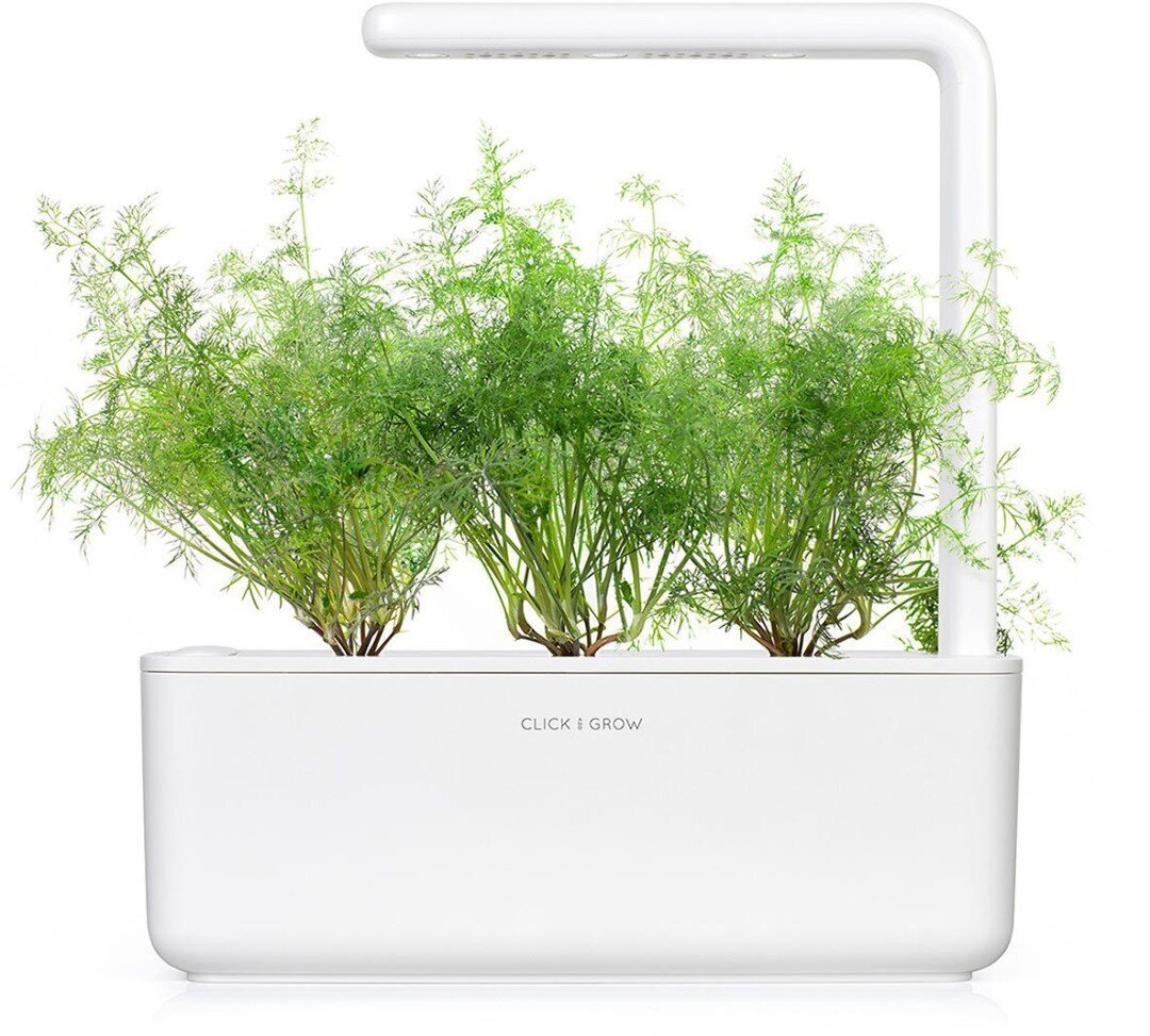 Click & Grow Smart Garden -täyttöpakkaus, Tilli, 3 kpl hinta ja tiedot | Sisäpuutarhat ja kasvilamput | hobbyhall.fi