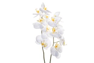 4Living Orkidea ruukussa 59 cm hinta ja tiedot | Keinotekoiset kukat | hobbyhall.fi