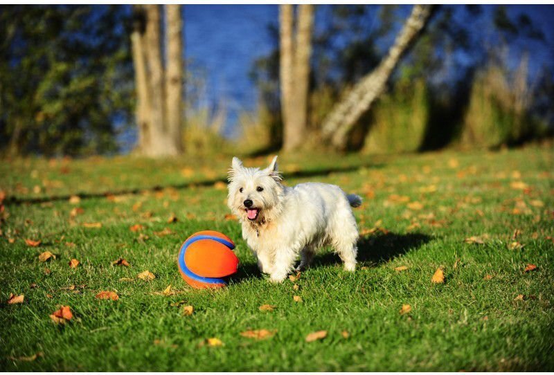 CHUCKIT DOG TOYS BALL KICK FETCH L hinta ja tiedot | Koiran lelut | hobbyhall.fi