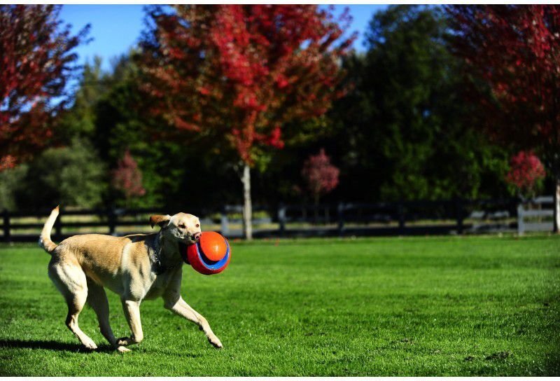 CHUCKIT DOG TOYS BALL KICK FETCH L hinta ja tiedot | Koiran lelut | hobbyhall.fi