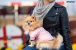 Amiplay Miami -T-paita koiralle, XS, vaaleanpunainen hinta ja tiedot | Koiran vaatteet | hobbyhall.fi