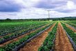 Agrokalvo rikkakasveja vastaan ​​Bradas 1,1 x 100 m rulla, 70 g / m2 hinta ja tiedot | Puutarhatyökalut | hobbyhall.fi