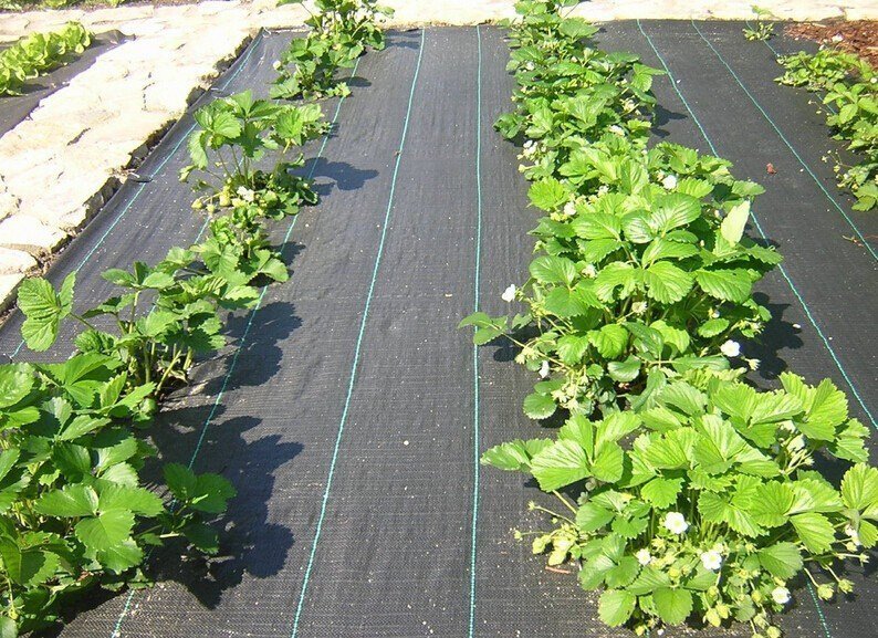 Agrokalvo rikkakasveja vastaan ​​Bradas 1,1 x 100 m rulla, 70 g / m2 hinta ja tiedot | Puutarhatyökalut | hobbyhall.fi