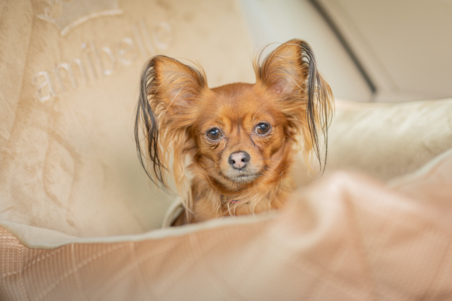 Amibelle matkustuslaukku Bella, Golden, 50x 50 x 35x 60 cm hinta ja tiedot | Koiran matkatarvikkeet | hobbyhall.fi