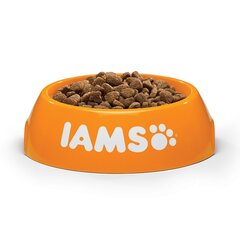 Täysravinto kissoille, kana Iams Kitten, 3 kg hinta ja tiedot | Kissan kuivaruoka | hobbyhall.fi