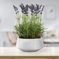 Keinotekoinen kasvi AmeliaHome laventeli hinta ja tiedot | Sisustustuotteet | hobbyhall.fi