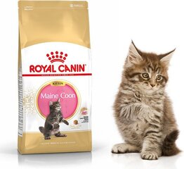 Royal Canin kissanruoka Maine Coon -rotuisille kissanpennuille, 0.4 kg hinta ja tiedot | Kissan kuivaruoka | hobbyhall.fi
