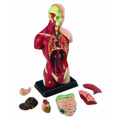 Ihmisen anatomia setti, Keho ja elimet 27 cm hinta ja tiedot | Kehittävät lelut | hobbyhall.fi