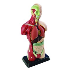 Ihmisen anatomia setti, Keho ja elimet 27 cm hinta ja tiedot | Kehittävät lelut | hobbyhall.fi