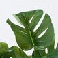 Boltze Monstera tekokasvi hinta ja tiedot | Sisustustuotteet | hobbyhall.fi