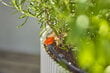 Tippakastelusarja 15 kasville Gardena Micro-Drip-Irrigation hinta ja tiedot | Puutarhaletkut, kastelukannut ja muut kastelutarvikkeet | hobbyhall.fi
