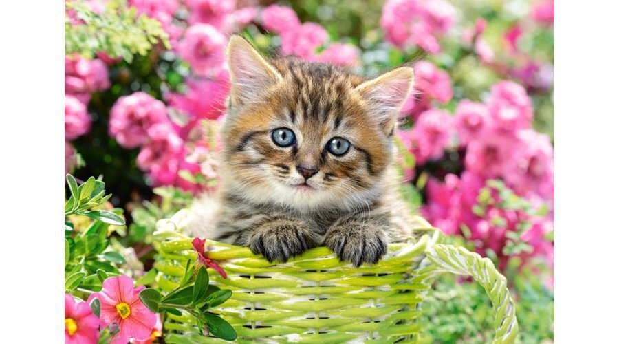 Palapeli Castorland Kitten in Flower Garden, 500 palaa hinta ja tiedot | Palapelit | hobbyhall.fi
