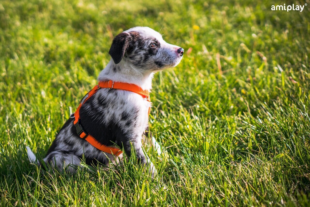 Amiplay Guard Samba koiran valjaat, säädettävissä olevat, XL-kokoiset, keltainen hinta ja tiedot | Koiran valjaat ja kaulapannat | hobbyhall.fi