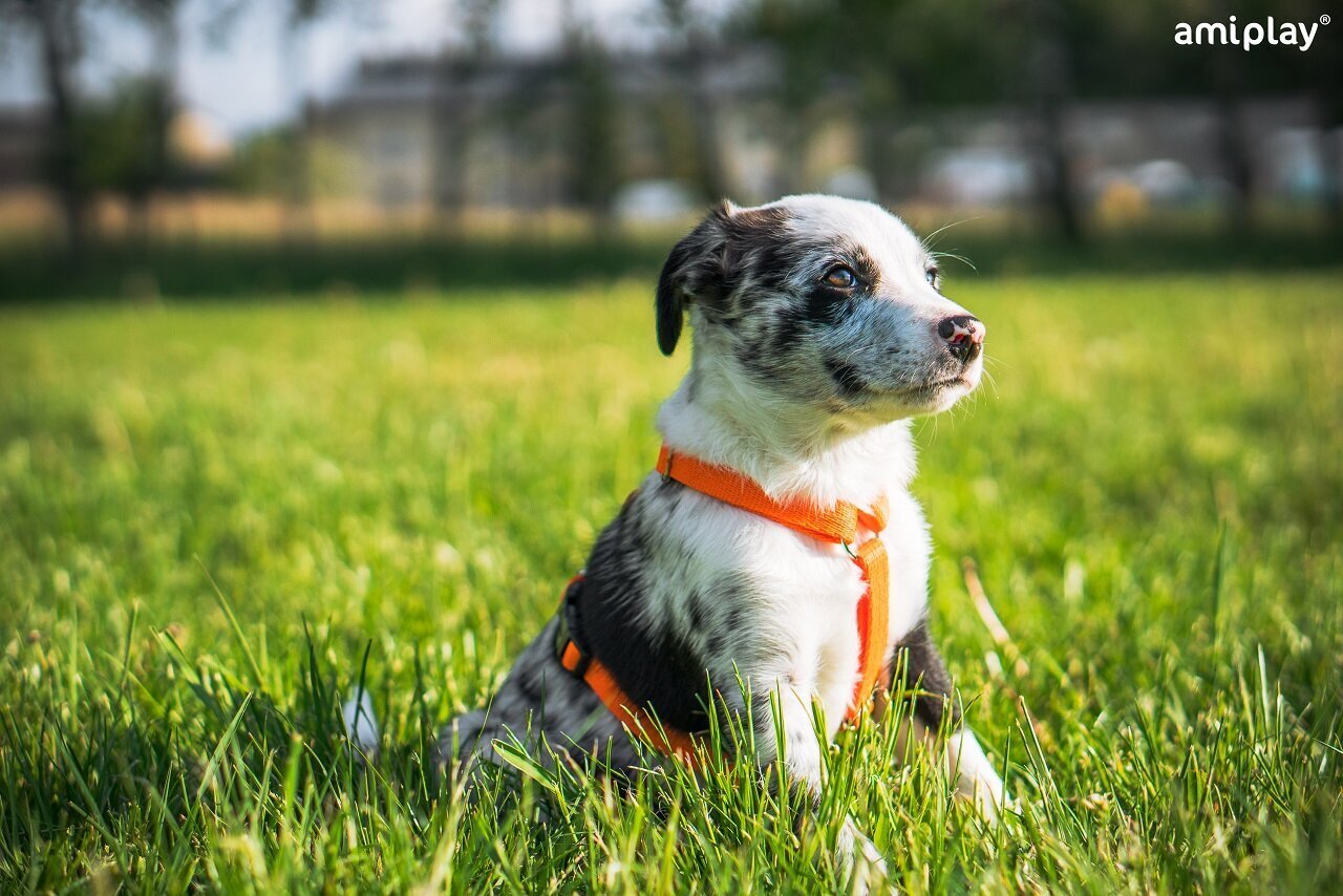 Amiplay Guard Samba koiran valjaat, säädettävissä olevat, XL-kokoiset, keltainen hinta ja tiedot | Koiran valjaat ja kaulapannat | hobbyhall.fi