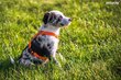 Amiplay Guard Samba koiran valjaat, säädettävät, XL-koko, pinkin väriset hinta ja tiedot | Koiran valjaat ja kaulapannat | hobbyhall.fi
