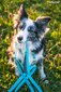 Amiplay Easy Fix Samba -valjaat koiralle, XL-koko, mustan väriset hinta ja tiedot | Koiran talutushihnat | hobbyhall.fi