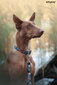 Amiplay Adventure Abstraction, L-kokoinen säädettävissä oleva kaulahihna , 35-50 cm x 2 cm hinta ja tiedot | Koiran valjaat ja kaulapannat | hobbyhall.fi