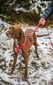 Amiplay Guard Samba koiran säädettävät valjaat, XL-koko, vihreän väriset hinta ja tiedot | Koiran valjaat ja kaulapannat | hobbyhall.fi