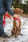 Amiplay Guard Samba koiran valjaat, säädettävissä olevat, XL-koko, musta hinta ja tiedot | Koiran valjaat ja kaulapannat | hobbyhall.fi
