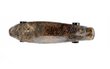 Rullalauta Fishboard Fish No.3, 60 cm hinta ja tiedot | Skeittilaudat | hobbyhall.fi