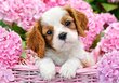 Palapeli 500 Pup in Pink Flowers 52233 hinta ja tiedot | Palapelit | hobbyhall.fi