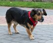 Heijastavat valjaat pienille koirille + XL talutushihna hinta ja tiedot | Koiran valjaat ja kaulapannat | hobbyhall.fi
