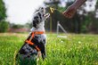 Amiplay Guard Samba -koirien valjaat, L-kokoinen, keltainen hinta ja tiedot | Koiran valjaat ja kaulapannat | hobbyhall.fi