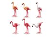 70351 PLAYMOBIL® Family Fun Flamingode hinta ja tiedot | LEGOT ja rakennuslelut | hobbyhall.fi