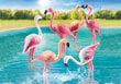 70351 PLAYMOBIL® Family Fun Flamingode hinta ja tiedot | LEGOT ja rakennuslelut | hobbyhall.fi