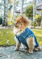 Amiplay-liivi koirille Denim, sininen, eri kokoja hinta ja tiedot | Koiran vaatteet | hobbyhall.fi