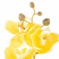 Keinotekoinen orkidea, 10 kpl hinta ja tiedot | Sisustustuotteet | hobbyhall.fi