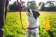 Säädettävät koiran valjaat EASY GO Samba, M, musta hinta ja tiedot | Koiran valjaat ja kaulapannat | hobbyhall.fi