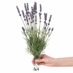 Keinotekoiset kukkaoksat, 10 kpl. hinta ja tiedot | Sisustustuotteet | hobbyhall.fi