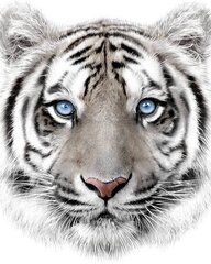 Tiger-huopa 120 x 150 cm hinta ja tiedot | Päiväpeitot ja huovat | hobbyhall.fi