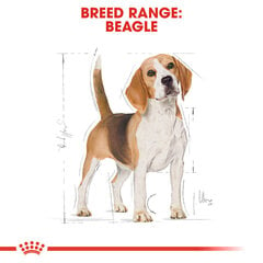 Royal Canin aikuisille beagle Beagle aikuinen, 3 kg hinta ja tiedot | Koiran kuivaruoka | hobbyhall.fi