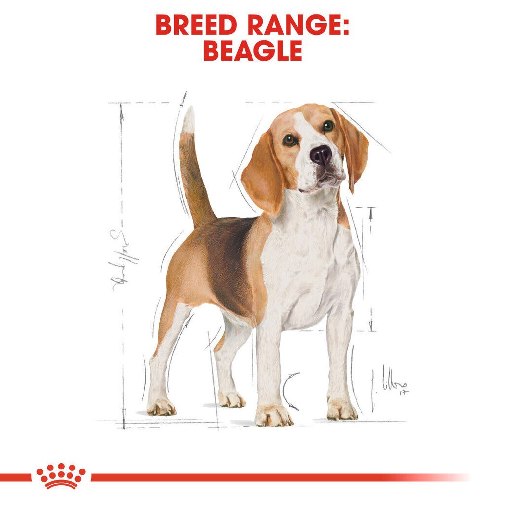 Royal Canin Beagle koiranruoka, 3 kg hinta ja tiedot | Koiran kuivaruoka | hobbyhall.fi