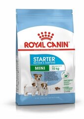 Royal Canin Mini Starter kuivaruoka pennuille, 8 kg hinta ja tiedot | Koiran kuivaruoka | hobbyhall.fi