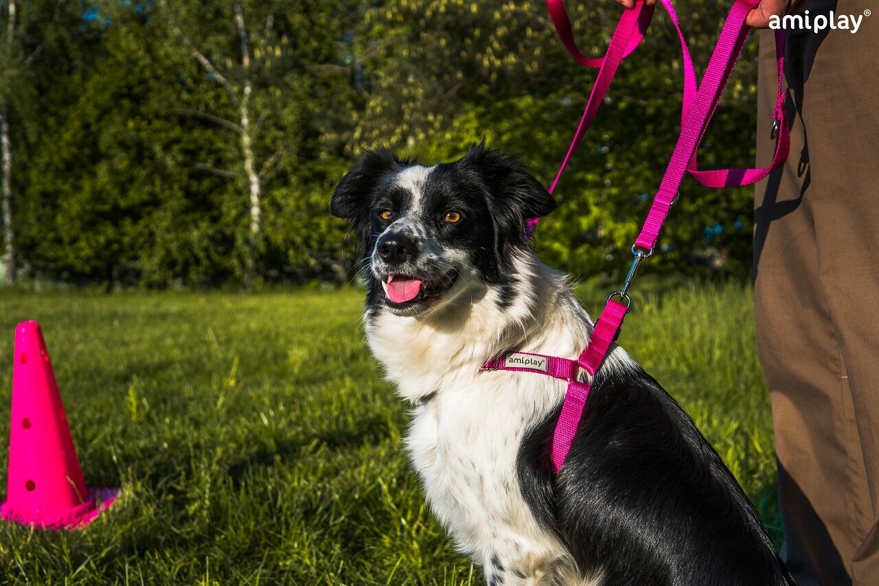 Säädettävät koiranvaljaat EASY GO Samba, XL, oranssi hinta ja tiedot | Koiran valjaat ja kaulapannat | hobbyhall.fi