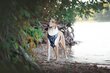 Koiran liivivaljaat Amiplay Adventure Scout Abstraction, M hinta ja tiedot | Koiran valjaat ja kaulapannat | hobbyhall.fi