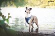 Koiran liivivaljaat Amiplay Adventure Scout Abstraction, M hinta ja tiedot | Koiran valjaat ja kaulapannat | hobbyhall.fi