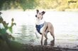 Koiran liivivaljaat Amiplay Adventure Scout Cube, L hinta ja tiedot | Koiran valjaat ja kaulapannat | hobbyhall.fi