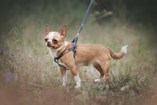 Säädettävät valjaat Amiplay Denim Blue, XL hinta ja tiedot | Koiran valjaat ja kaulapannat | hobbyhall.fi
