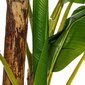 Koristekasvi 103 x 95 x 200 cm Vihreä PVC Banaanikasvi hinta ja tiedot | Keinotekoiset kukat | hobbyhall.fi
